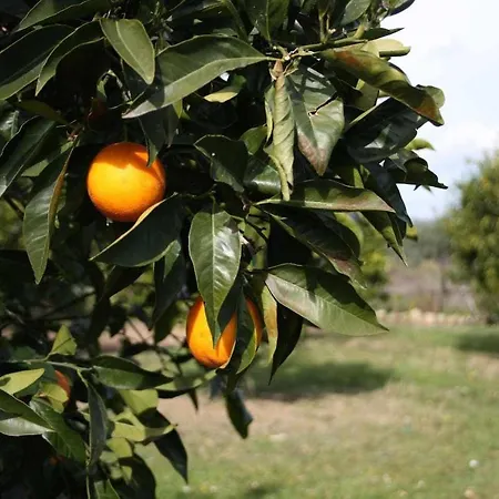 Campagna In Casa Con Piscina 2 Castiadas